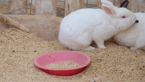 Domestic-spotted-and-albino-rabbits-at-a-petting-zoo-in-a-clean-pen