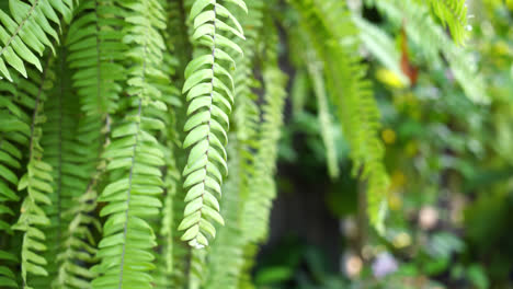 hanging-fern-leaves-with-copy-space