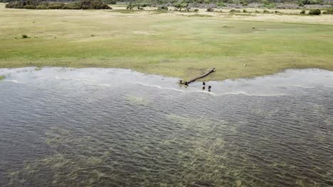 Antena-De-Drones-Sobre-El-Lago-Y-La-Reserva-Natural-Con-Cisnes-Negros-En-La-Bahía