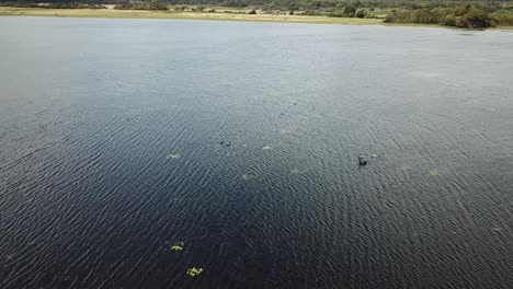 Drone-aerial-over-lake-and-reserve-with-black-swan-and-birds-on-water