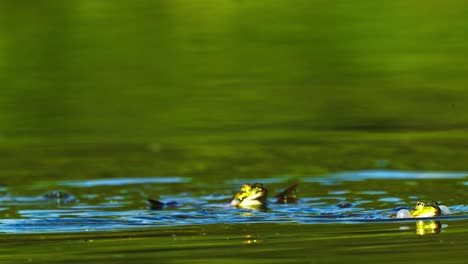 Close-up-of-two-green-common-frogs-jumping-in-natural-pond