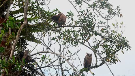 Ein-Jungvogel,-Der-Oben-Seinen-Linken-Flügel-Putzt,-Und-Die-Muttereule-Blickt-An-Einem-Windigen-Nachmittag-Nach-Unten,-Buffy-Fish-Owl-Ketupa-Ketupu,-Khao-Yai-Nationalpark,-Thailand