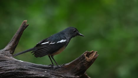 Seen-on-a-log-shaking-its-feathers-while-facing-to-the-right-after-bathing,-Oriental-Magpie-robin-Copsychus-saularis-Thailand