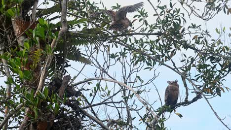 Ein-Junger-Vogel,-Der-Sich-Bewegt-Und-Umdreht,-Seine-Flügel-Ausbreitet-Und-Schlägt,-Während-Der-Muttervogel-Gerade-Kühlt,-Buffy-Fish-Owl-Ketupa-Ketupu,-Khao-Yai-Nationalpark,-Thailand