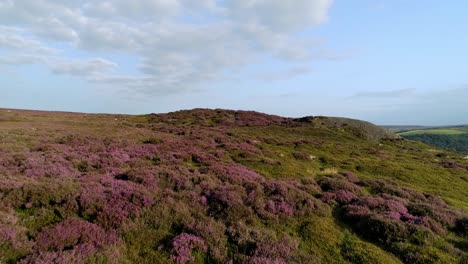 North-York-Moors-aerial-flight-over-summer-purple-heather-in-2021,-Oakley-Walls-towards-fryupdale,-DJI-Inspire-2-Prores