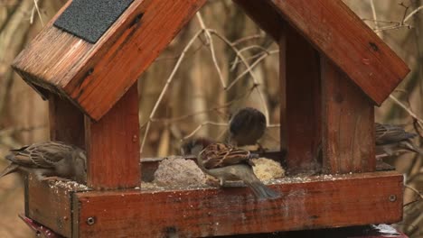 Many-house-sparrow-birds-eating-seeds-and-fat-grains-at-the-bird-feeder-during-winter-season-4K