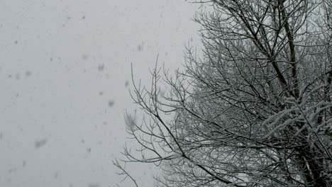 Heavy-snow-falling-near-trees-in-a-garden-in-West-Yorkshire