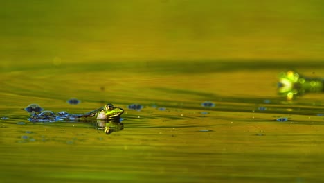 Close-up-of-two-Moor-frog-swimming-in-swamp-water,-focus-on-foreground,-day