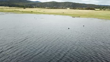 Drohnenantenne-über-See-Und-Naturschutzgebiet-Mit-Schwarzen-Schwänen-Beim-Wasserschwimmen