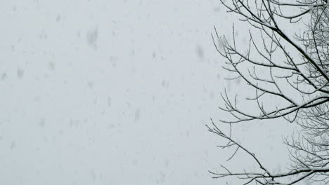 Heavy-snow-falling-near-trees-just-after-Christmas