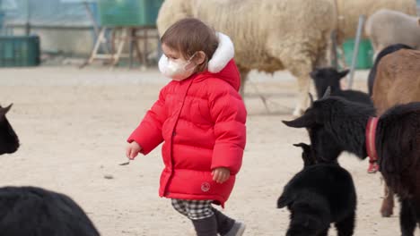 Cute-two-year-old-toddler-girl-feed-goats-in-a-farmyard