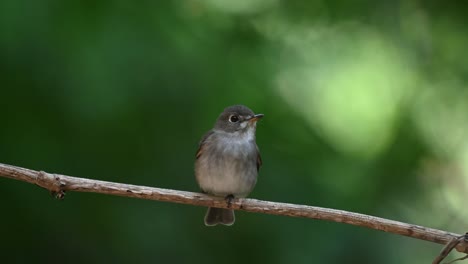 Perched-on-a-vine-facing-to-the-right-as-it-wags-its-tail-up-and-down-as-seen-in-the-forest,-Dark-sided-Flycatcher-Muscicapa-sibirica-,Chonburi,-Thailand