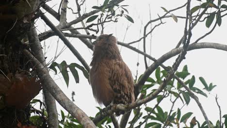 A-fledgling-seen-curiously-looking-around-and-towards-its-nest,-Buffy-Fish-Owl-Ketupa-ketupu,-Khao-Yai-National-Park,-Thailand