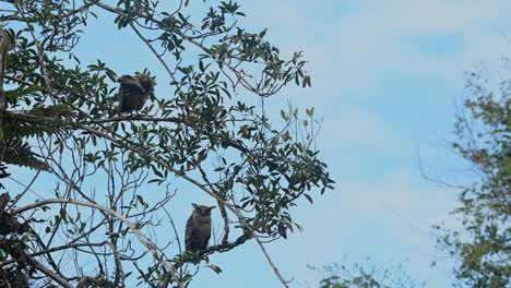 Muttervogel,-Der-Bewegungslos-Nach-Unten-Schaut,-Und-Der-Junge-Putzen,-Wie-Von-Seinem-Rücken-Aus-Gesehen,-Buffy-Fish-Owl-Ketupa-Ketupu,-Khao-Yai-Nationalpark,-Thailand