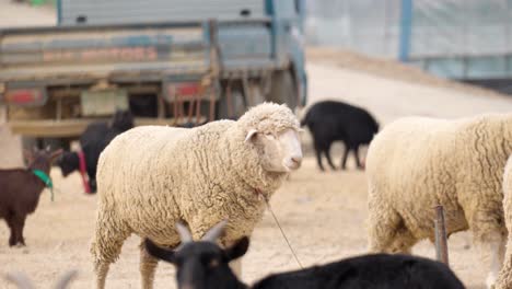 Schafe-Und-Ziegen-An-Einer-Leine-In-Einem-Ländlichen-Bauernhof-In-Südkorea-Mit-LKW-Auf-Einem-Hof