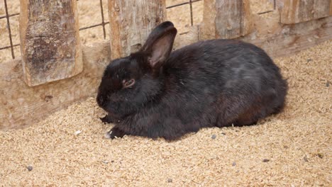 A-black-domesticated-rabbit-dozes-lazily-in-its-cage---isolated-pet-bunny