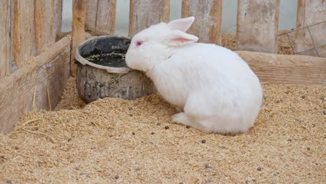 An-albino-pet-bunny-drinking-from-a-bowl-in-its-pen---isolated-domestic-rabbit