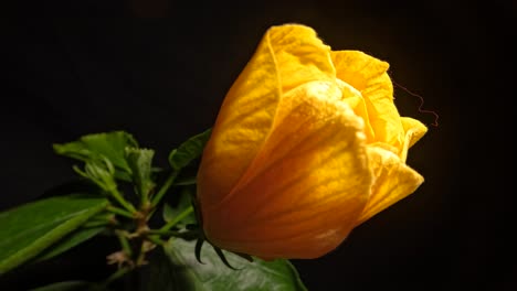 Yellow-hibiscus-rosa-sinensis-blossom-opening-in-night-time-lapse