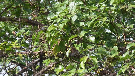Seen-within-the-foliage-hiding-as-its-tail-rests-on-a-branch-with-fruits-on-the-left-during-a-windy-day,-Three-striped-Palm-Civet-Arctogalidia-trivirgata-Thailand