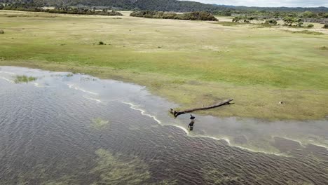 Antena-De-Drones-Sobre-El-Lago-Y-La-Reserva-Natural-Con-Cisnes-Negros-En-La-Bahía-Con-Reflejo-En-El-Agua