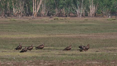 A-flock-basking-under-the-morning-sun-on-a-grassland-as-others-fly-and-some-followed-to-fly-to-the-right,-Black-eared-Kite-Milvus-lineatus-Pak-Pli,-Nakhon-Nayok,-Thailand