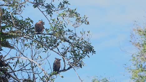 Muttervogel,-Der-Unter-Dem-Jungen-Ruht,-Putzt-Seinen-Rechten-Flügel-An-Einem-Schönen-Sonnigen-Tag,-Buffy-Fish-Owl-Ketupa-Ketupu,-Khao-Yai-Nationalpark,-Thailand