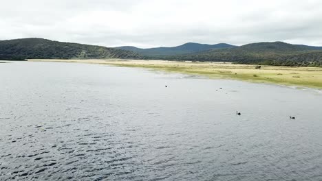 Drone-aerial-over-lake-and-nature-reserve-bird-flying-around-and-black-swans