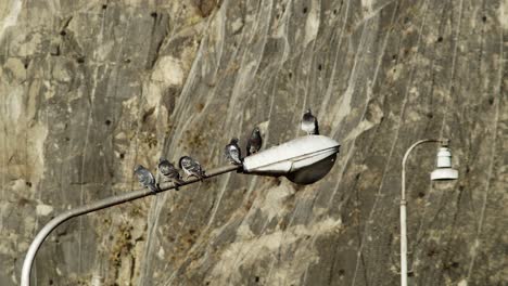 Hopeful-pigeons-sitting-perched-waiting-on-street-light-lamp-on-urban-city-street
