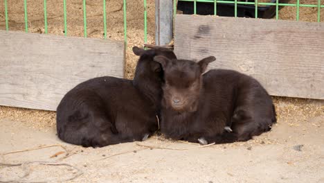 A-pair-of-domesticated-baby-goats-relaxing-in-a-paddock-on-a-farm