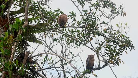 Der-Junge-Auf-Der-Spitze-Ruht,-Während-Der-Muttervogel-In-Richtung-Der-Kamera-Schaut-Und-Zurückblickt,-Buffy-Fish-Owl-Ketupa-Ketupu,-Khao-Yai-National-Park,-Thailand