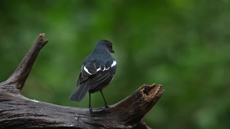 Oriental-Magpie-robin-Copsychus-saularis,-seen-from-its-back-shaking-its-feathers-and-then-flies-away-to-the-right,-Thailand