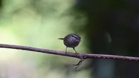 Anxiously-moving-its-tail-while-looking-around-then-poops-and-jumps-around-to-fly-away,-Pale-legged-Leaf-Warbler-Phylloscopus-tenellipes-Chonburi,-Thailand