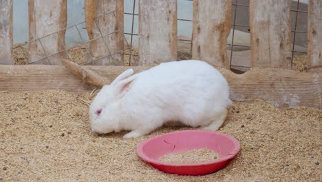 Albino-white-rabbit-at-a-petting-zoo