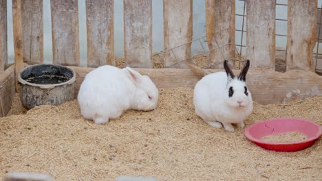 Domestic-spotted-and-albino-rabbits-at-a-farm