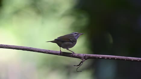 Seen-from-its-back-moving-its-body-quickly-while-looking-around-and-up,-Pale-legged-Leaf-Warbler-Phylloscopus-tenellipes-Chonburi,-Thailand