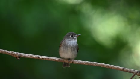 Perched-on-a-vine-looking-around-and-wagging-its-tail-up-and-down-and-flies-away,-Dark-sided-Flycatcher-Muscicapa-sibirica-,Chonburi,-Thailand