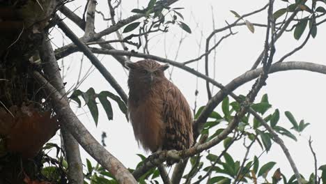 Seen-perch-on-a-branch-facing-the-camera-and-then-preens-its-front-feathers-and-left-wing,-Buffy-Fish-Owl-Ketupa-ketupu,-Khao-Yai-National-Park,-Thailand