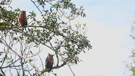 Der-Junge-Oben-Schaut-Geradeaus-Und-Dann-Sehr-Neugierig-Auf-Die-Welt-Um-Ihn-Herum,-Während-Sich-Die-Muttereule-Entspannt,-Buffy-Fish-Owl-Ketupa-Ketupu,-Khao-Yai-Nationalpark,-Thailand