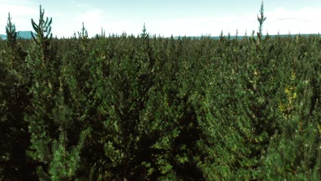 Spitze-Des-Immergrünen-Pinienwaldes,-Natürliche-Grüne-Überdachung-Im-Wald,-Antenne