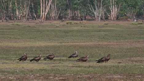 A-flock-on-the-grass-drying-their-wings-under-the-morning-sun,-Black-eared-Kite-Milvus-lineatus-Pak-Pli,-Nakhon-Nayok,-Thailand