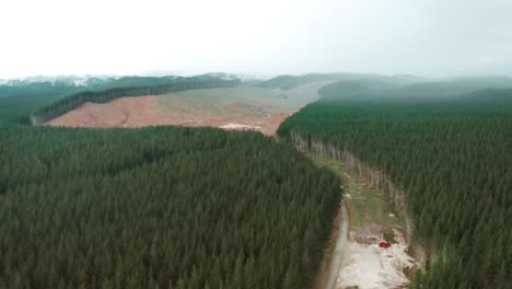 Clearcutting-open-plot-surrounded-by-evergreen-forest-with-misty-weather,-aerial