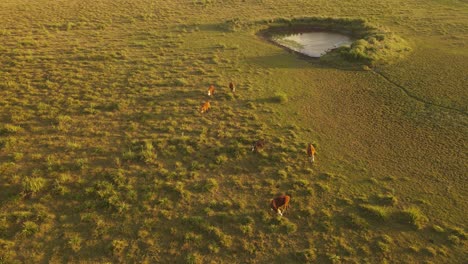 Kühe,-Die-Bei-Sonnenuntergang-Durch-Das-Feld-Gehen,-Drehende-Luftaufnahme