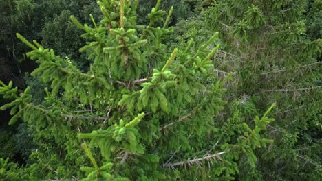 Drone-shot-of-spruce-large-xmas-tree