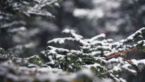 Beautiful-Winter-Pine-Tree-Branch-Covered-In-Snow