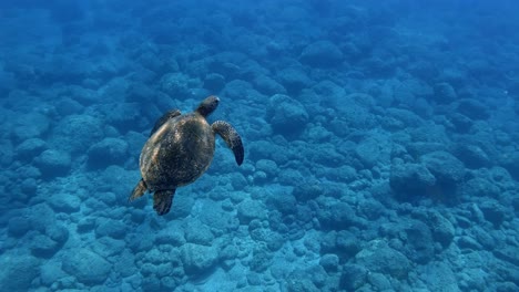 Eine-Grüne-Meeresschildkröte,-Die-Ruhig-Im-Türkisblauen-Ozean-Schwimmt