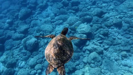 Una-Hermosa-Tortuga-Marina-Nadando-Tranquilamente-En-El-Océano-Azul-Turquesa