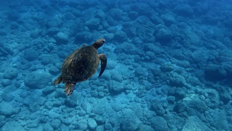 Beautiful-Sea-Green-Turtle-gliding-flying-through-the-water---Underwater