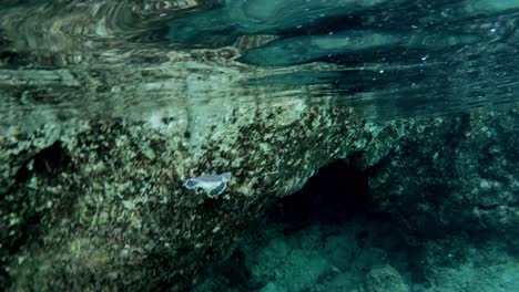 Eine-Grüne-Meeresschildkröte,-Die-Langsam-Durch-Das-Kristallklare-Meer-Schwimmt