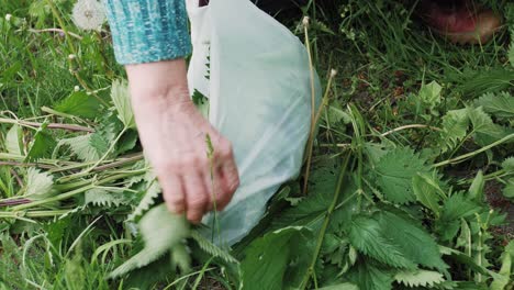 Woman's-hand-puts-a-picked-green-nettle-into-a-biodegradable-plastic-bag-in-the-countryside-in-the-summer