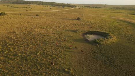 Luftaufnahme-Einer-Gruppe-Von-Kühen,-Die-Während-Des-Sonnenuntergangs-In-Uruguay-Auf-Einem-Weiten-Friedlichen-Feld-Grasen---Umkreisender-Schuss-Des-Nationalparks-Und-Des-Ozeans-Im-Hintergrund